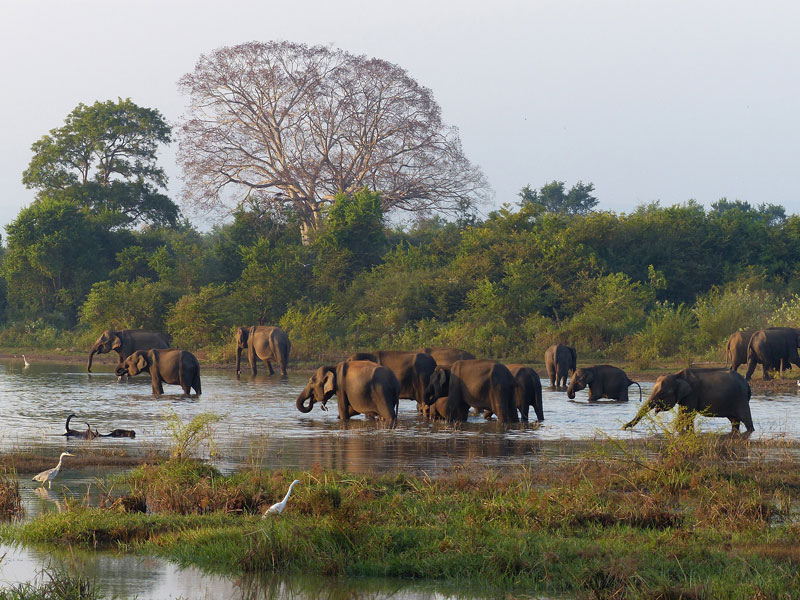 Fahr mit den Elefanten in Sri Lanka