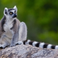 lemur madagaskar motorradreise viaduro enduro offroad motorbike tour