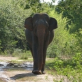 elephant 4112318 1920
